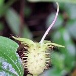 Heterotis rotundifolia Плод