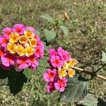 Lantana camaraKukka