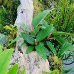 Coussapoa villosa Leaf