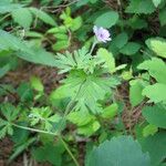 Geranium bicknellii Pokrój