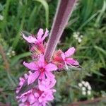 Lythrum salicariaFlower