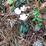 Chimaphila maculataLorea