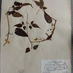 Clematis connata Otro