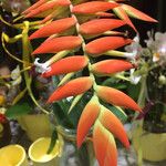 Tillandsia dyeriana Flor