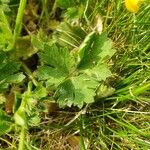 Ranunculus bulbosus Feuille