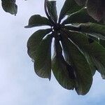 Cecropia pachystachya Feuille