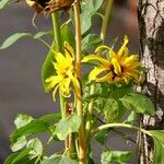 Helianthus petiolaris পাতা