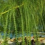 Parkinsonia aculeata Blatt