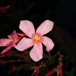 Nerium oleander Fiore