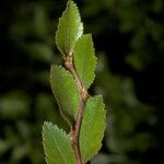 Nothofagus betuloides Bark