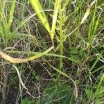 Habenaria helicoplectrum Habit