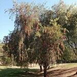 Callistemon viminalis Hábito