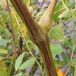 Impatiens capensis Bark
