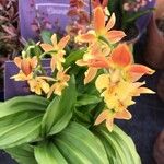 Calanthe discolor पत्ता