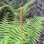 Osmundastrum cinnamomeum 花