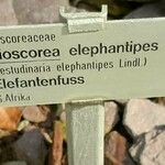 Dioscorea elephantipes autre