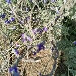 Lavandula pinnata Flower