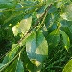 Salix caprea 葉