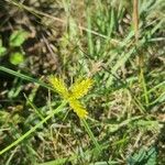 Cyperus aggregatus Ліст