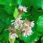 Petasites pyrenaicus Flor