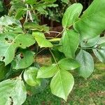Lannea schweinfurthii Leaf