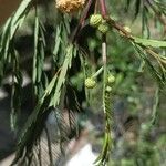 Anadenanthera colubrina Žiedas