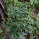 Euphorbia illirica Ліст