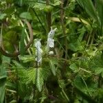 Lamium bifidum Habit