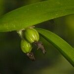 Epidendrum octomerioides ഫലം