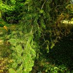 Abies nordmanniana Лист