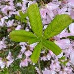 Rhododendron schlippenbachii Hoja