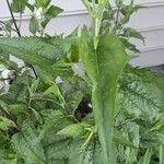 Eupatorium serotinum 葉