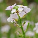 Cakile maritima Blüte