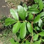 Schinus terebinthifolius List