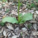 Platanthera bifolia Folla