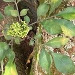 Trichilia havanensis 花