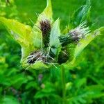 Cirsium oleraceumVirág