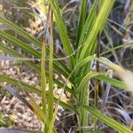 Carex muskingumensis Leaf