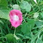 Ipomoea purpureaFlower