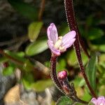 Epilobium anagallidifolium 花