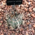 Astrophytum capricorne Leht