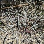 Grevillea robusta Folha