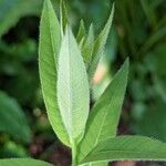 Amsonia elliptica Blad