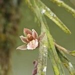 Reichenbachanthus reflexus Blomst