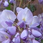 Wisteria floribunda 花