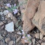 Vicia americana Flower