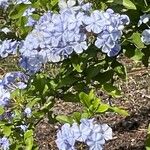 Plumbago auriculata Flower