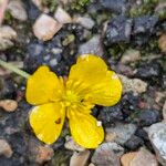 Ranunculus tuberosus Flor