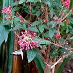 Cestrum elegans Feuille