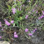 Silene colorata Habitatea